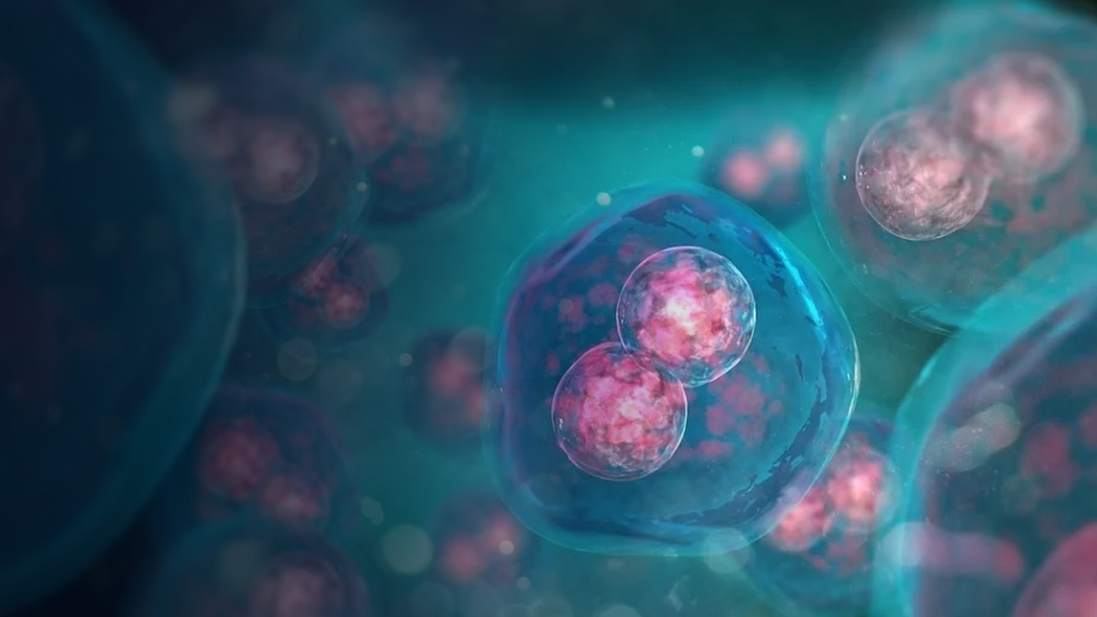 Cell Division & Mitosis Under Magnification