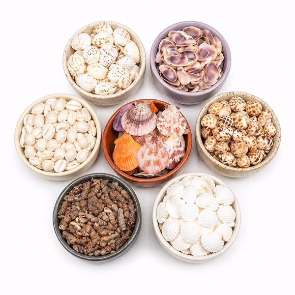 Shells and natural texture samples