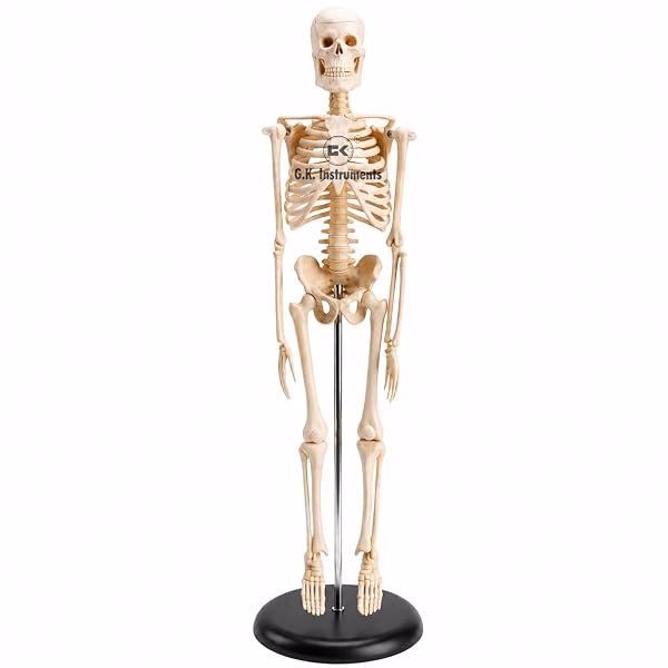 Human skeleton model
