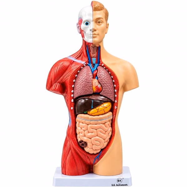 Human torso model